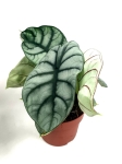 Alocasia Silver Dragon - XL