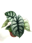 Alocasia Silver Dragon - XL