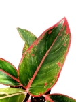 Aglaonema "king of siam" - zdjęcie poglądowe