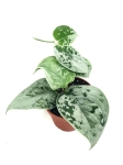 Scindapsus pictus Silvery Ann - M