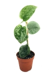 Scindapsus pictus Silvery Ann - M