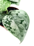 Scindapsus pictus Silvery Ann - liść