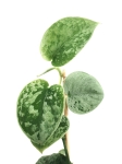 Scindapsus pictus Silvery Ann - M