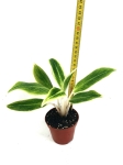 Aglaonema White Lipstick - M