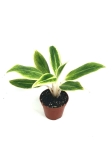 Aglaonema White Lipstick - M