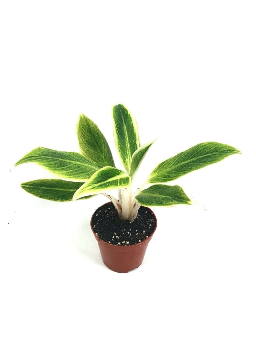Aglaonema White Lipstick - M