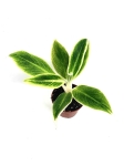 Aglaonema White Lipstick - M