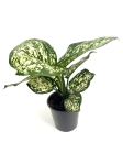 Aglaonema Snow White - M