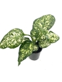 Aglaonema Snow White - M
