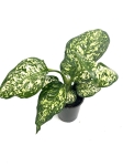 Aglaonema Snow White - M