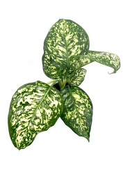 Aglaonema Snow White / Ivory Jade