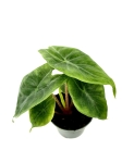 Alocasia Ivory Coast - S