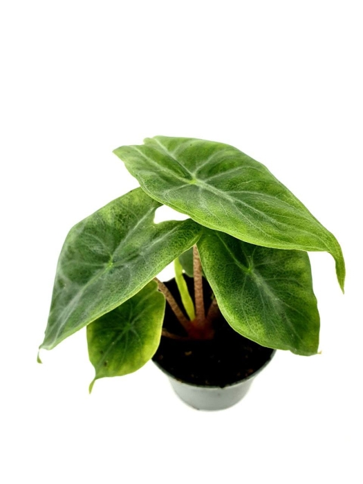 Alocasia Ivory Coast - S