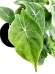 Alocasia Ivory Coast - S