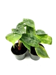 Alocasia Ivory Coast - S