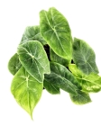 Alocasia Ivory Coast - S