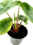 Alocasia Ivory Coast - S
