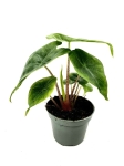Alocasia Ivory Coast - S