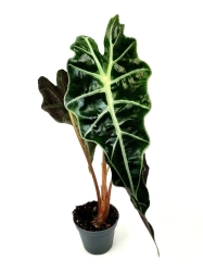 Alocasia Amazonica Curly Bambino - S
