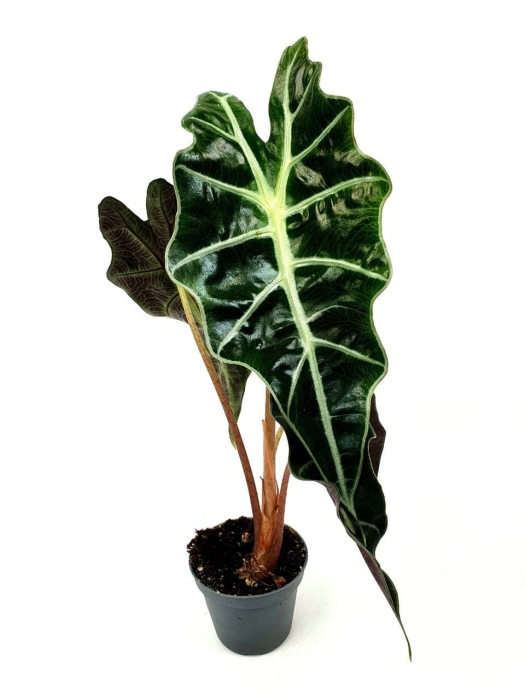 Alocasia Amazonica Curly Bambino - S