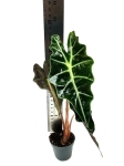 Alocasia Amazonica Curly Bambino - S