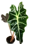 Alocasia Amazonica Curly Bambino - S