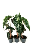 Alocasia Amazonica Curly Bambino - S