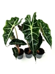 Alocasia Amazonica Curly Bambino - S