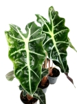 Alocasia Amazonica Curly Bambino - S