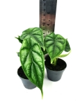 Alocasia Dragon Scale - S