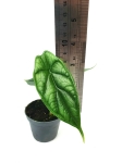 Alocasia Dragon Scale - S