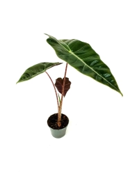 Alocasia pseudosanderiana