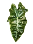 Alocasia pseudosanderiana - S
