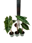 Alocasia pseudosanderiana - S