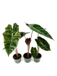 Alocasia pseudosanderiana - S