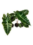 Alocasia pseudosanderiana - S