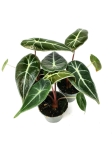 Alocasia Longiloba - S