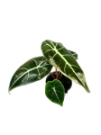 Alocasia Longiloba - S