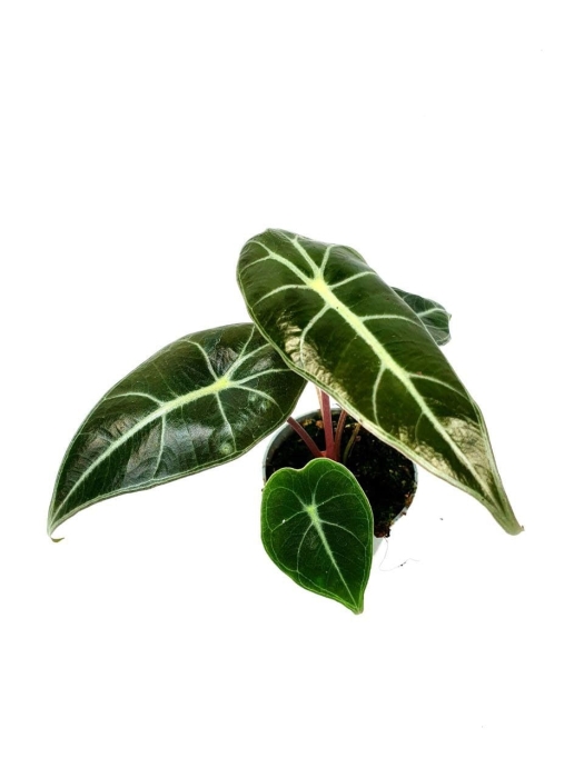 Alocasia Longiloba - S
