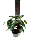 Alocasia Longiloba - S