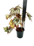 Begonia Little Brother Montgomery