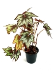 Begonia Little Brother Montgomery