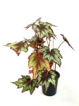Begonia Little Brother Montgomery
