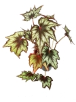 Begonia Little Brother Montgomery