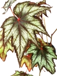 Begonia Little Brother Montgomery
