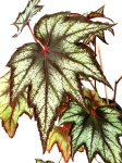 Begonia Little Brother Montgomery