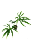 Anthurium pedatoradiatum "Fingers" - XL
