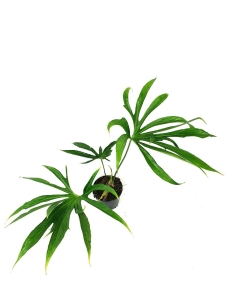 Anthurium pedatoradiatum "Fingers"