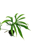 Anthurium pedatoradiatum "Fingers" - XL