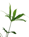 Anthurium pedatoradiatum "Fingers" - XL